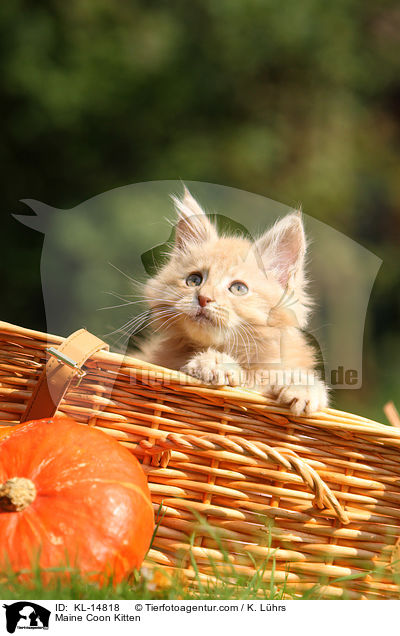 Maine Coon Ktzchen / Maine Coon Kitten / KL-14818