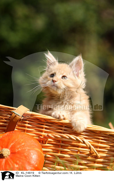 Maine Coon Kitten / KL-14819
