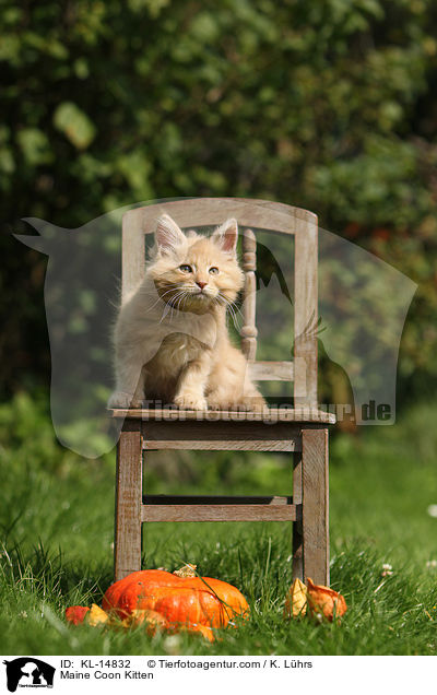 Maine Coon Ktzchen / Maine Coon Kitten / KL-14832