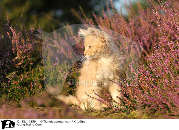 junge Maine Coon / young Maine Coon / KL-14859