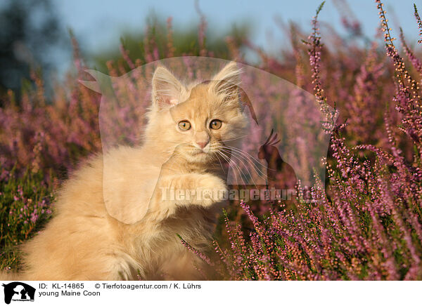 junge Maine Coon / young Maine Coon / KL-14865
