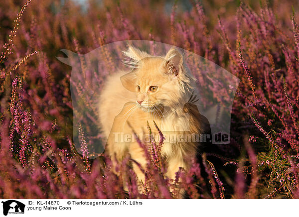 junge Maine Coon / young Maine Coon / KL-14870