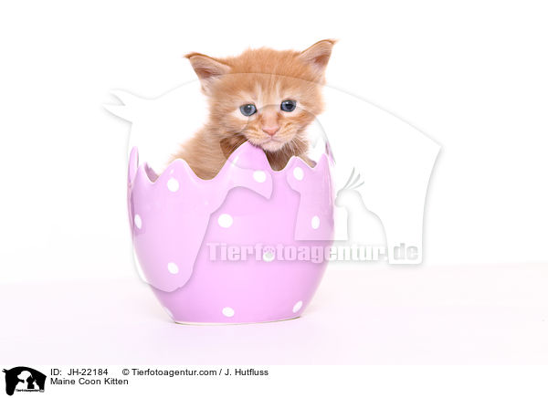 Maine Coon Ktzchen / Maine Coon Kitten / JH-22184