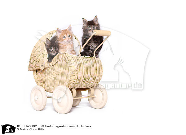 3 Maine Coon Ktzchen / 3 Maine Coon Kitten / JH-22192
