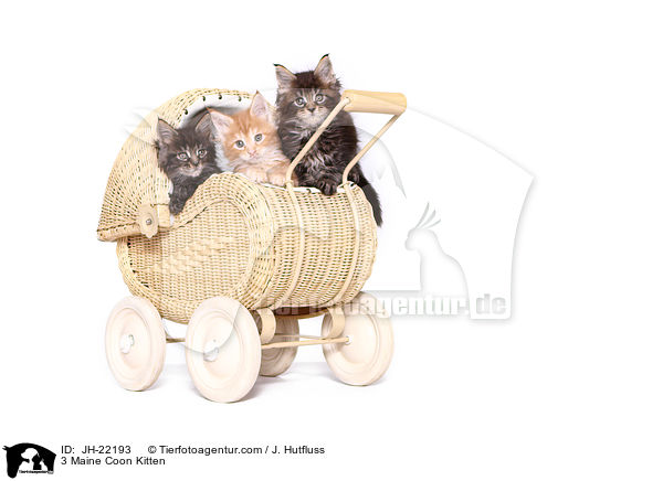 3 Maine Coon Ktzchen / 3 Maine Coon Kitten / JH-22193