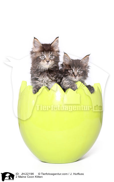 2 Maine Coon Ktzchen / 2 Maine Coon Kitten / JH-22196