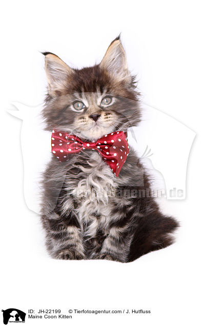 Maine Coon Kitten / JH-22199