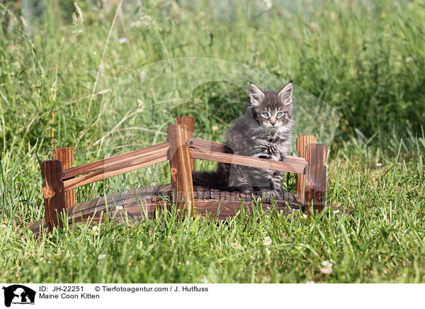 Maine Coon Kitten / JH-22251