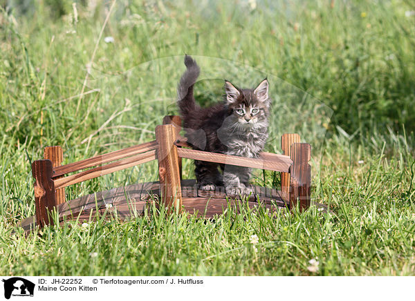 Maine Coon Ktzchen / Maine Coon Kitten / JH-22252