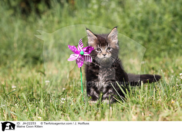 Maine Coon Ktzchen / Maine Coon Kitten / JH-22253