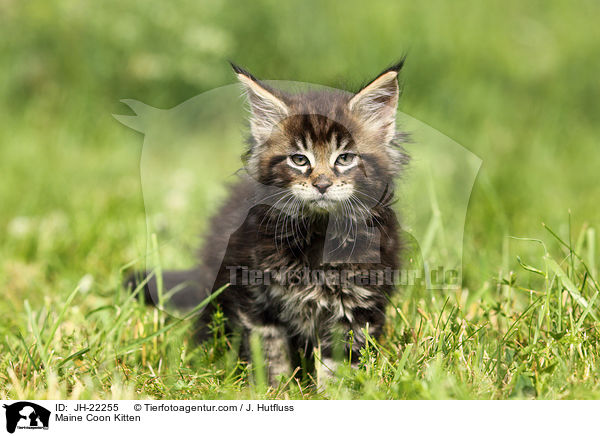 Maine Coon Kitten / JH-22255