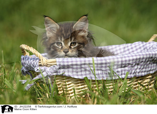 Maine Coon Kitten / JH-22258