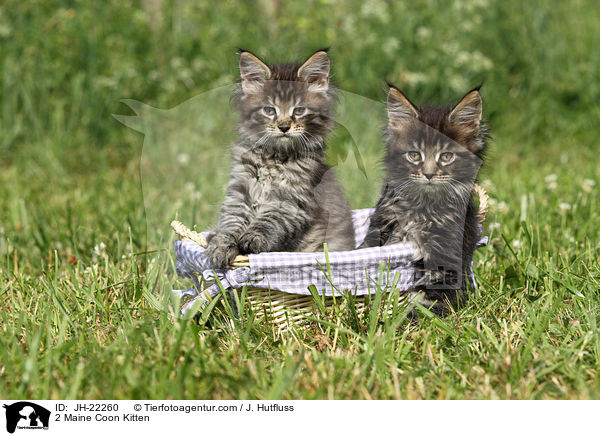 2 Maine Coon Kitten / JH-22260