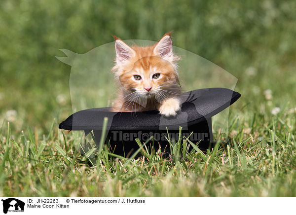 Maine Coon Kitten / JH-22263