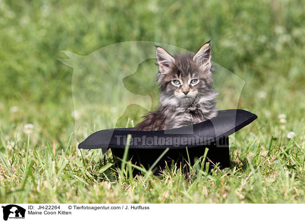Maine Coon Kitten / JH-22264