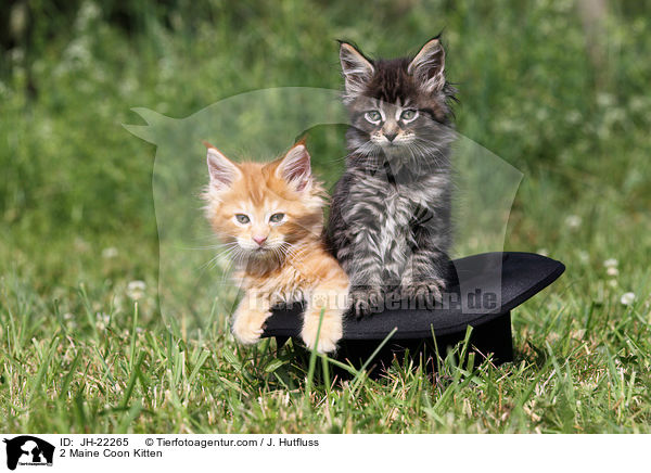 2 Maine Coon Kitten / JH-22265