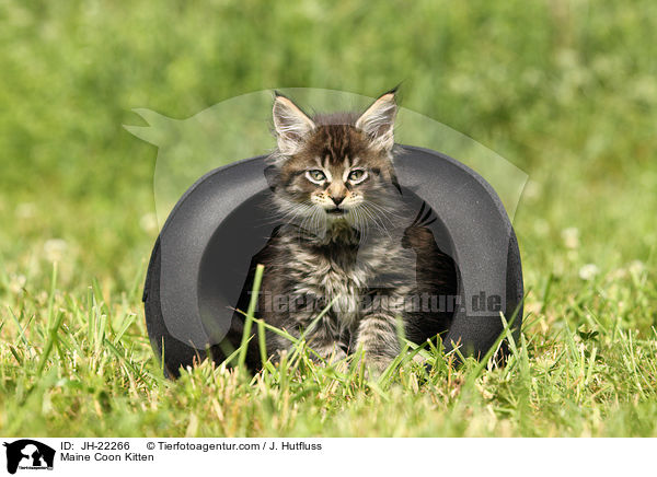 Maine Coon Kitten / JH-22266