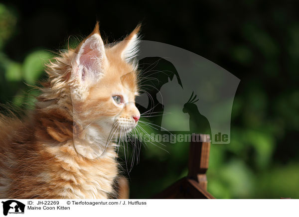Maine Coon Kitten / JH-22269
