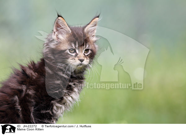 Maine Coon Kitten / JH-22272
