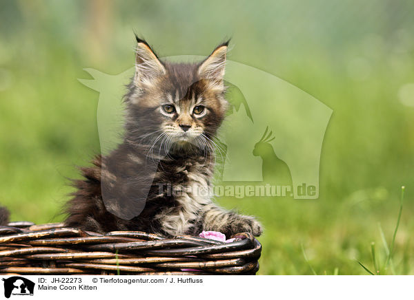 Maine Coon Kitten / JH-22273
