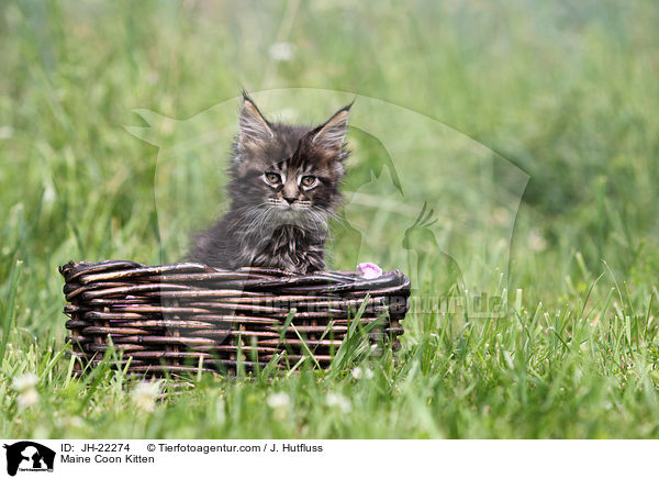 Maine Coon Kitten / JH-22274