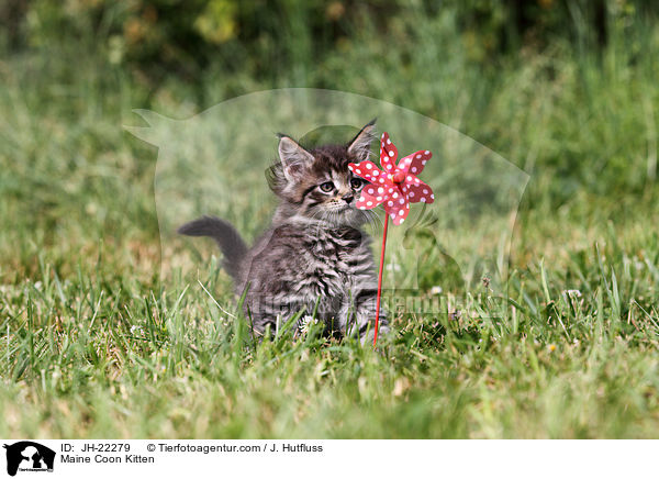 Maine Coon Kitten / JH-22279