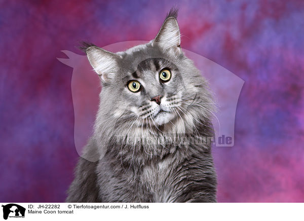 Maine Coon tomcat / JH-22282