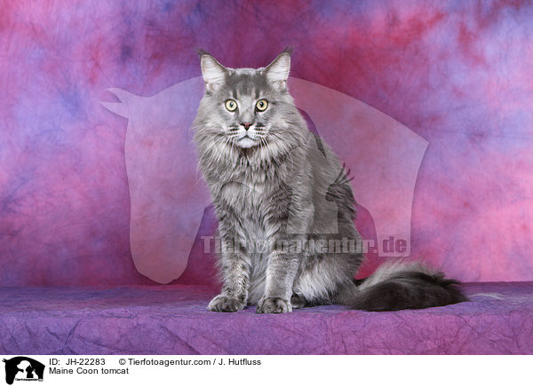 Maine Coon tomcat / JH-22283