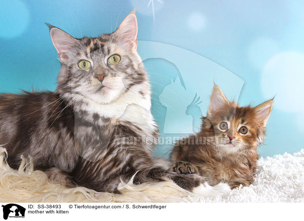 Mutter mit Ktzchen / mother with kitten / SS-38493