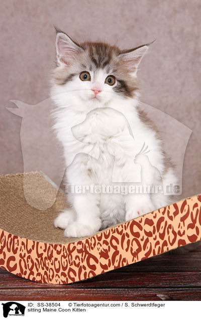 sitzendes Maine Coon Ktzchen / sitting Maine Coon Kitten / SS-38504