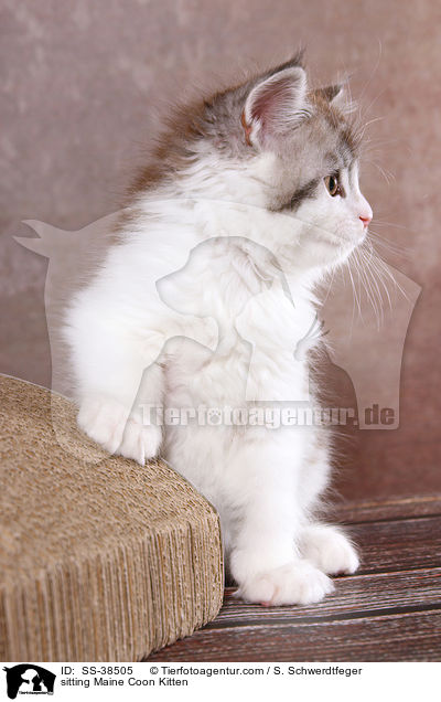 sitzendes Maine Coon Ktzchen / sitting Maine Coon Kitten / SS-38505