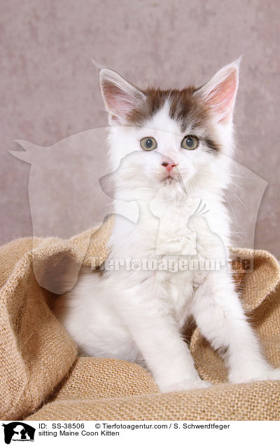 sitzendes Maine Coon Ktzchen / sitting Maine Coon Kitten / SS-38506