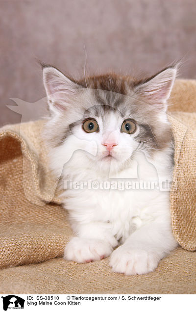 lying Maine Coon Kitten / SS-38510