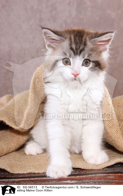 sitting Maine Coon Kitten / SS-38513