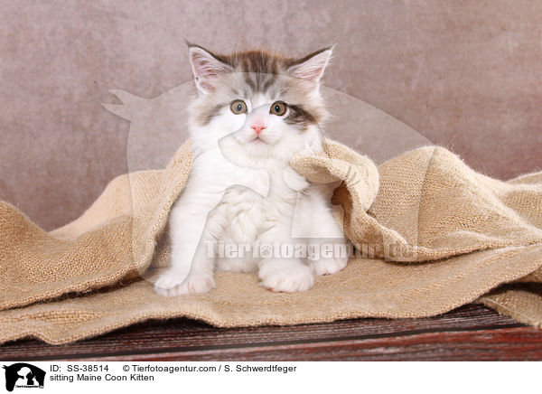 sitting Maine Coon Kitten / SS-38514