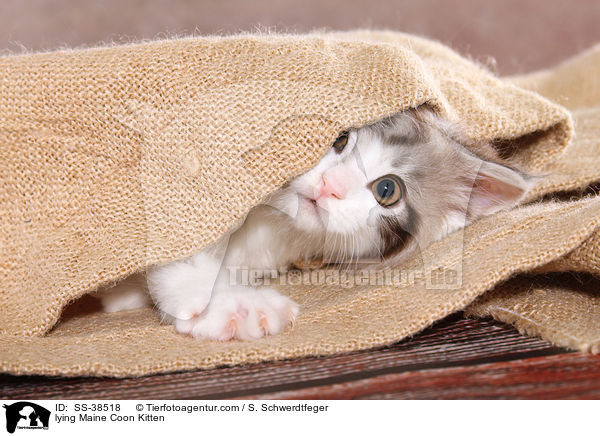 liegendes Maine Coon Ktzchen / lying Maine Coon Kitten / SS-38518