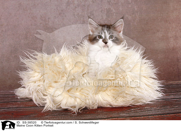Maine Coon Ktzchen Portrait / Maine Coon Kitten Portrait / SS-38520