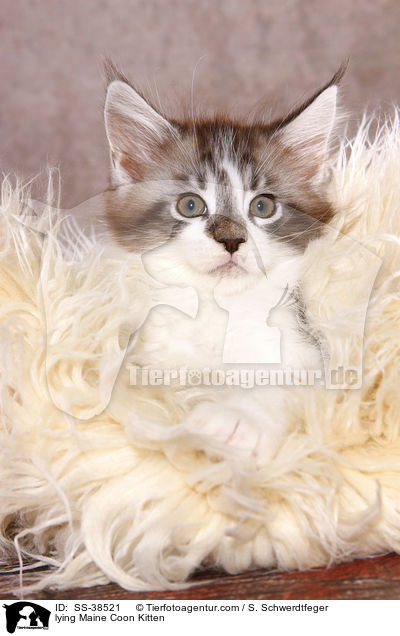 liegendes Maine Coon Ktzchen / lying Maine Coon Kitten / SS-38521