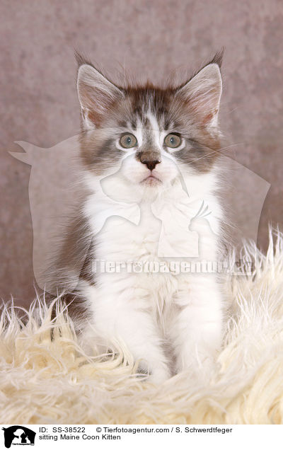 sitting Maine Coon Kitten / SS-38522