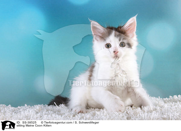 sitting Maine Coon Kitten / SS-38525
