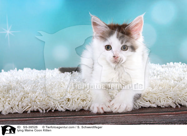lying Maine Coon Kitten / SS-38526