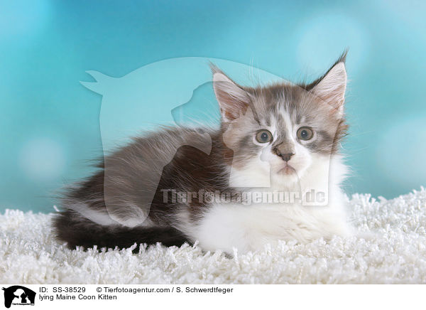 liegendes Maine Coon Ktzchen / lying Maine Coon Kitten / SS-38529