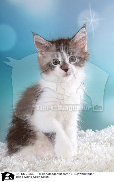 sitzendes Maine Coon Ktzchen / sitting Maine Coon Kitten / SS-38530