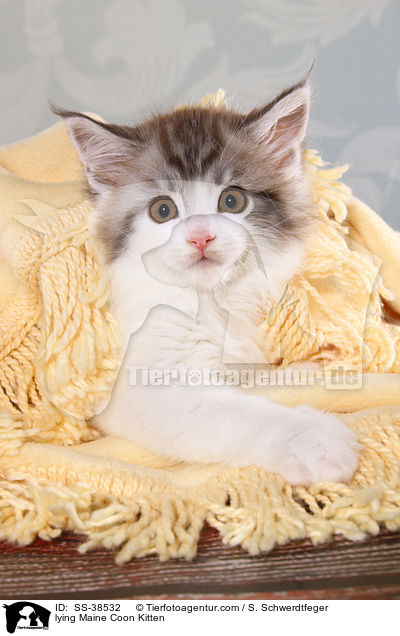 lying Maine Coon Kitten / SS-38532