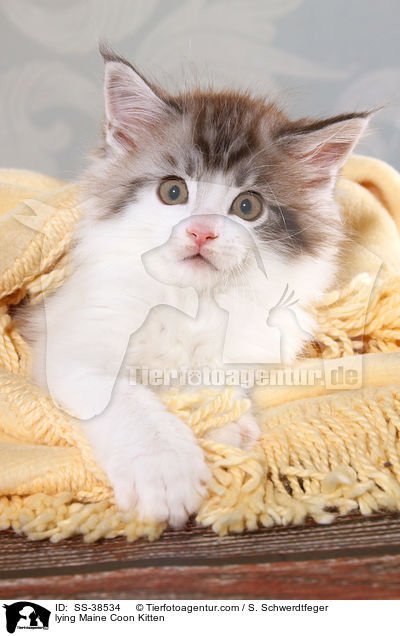 liegendes Maine Coon Ktzchen / lying Maine Coon Kitten / SS-38534