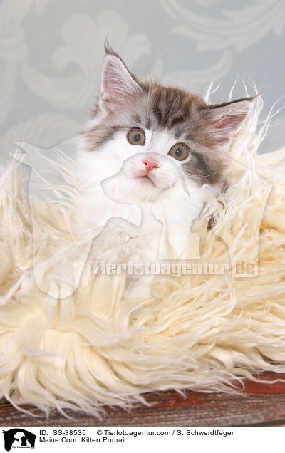 Maine Coon Kitten Portrait / SS-38535