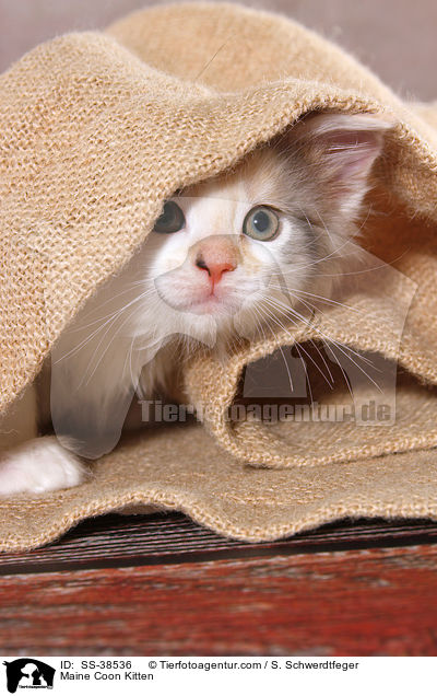 Maine Coon Kitten / SS-38536