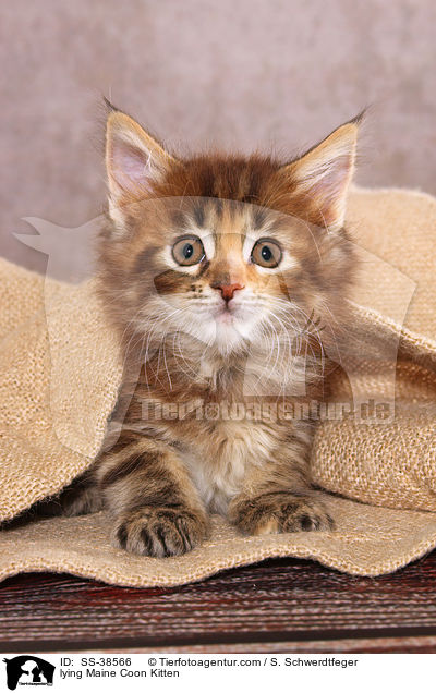 liegendes Maine Coon Ktzchen / lying Maine Coon Kitten / SS-38566