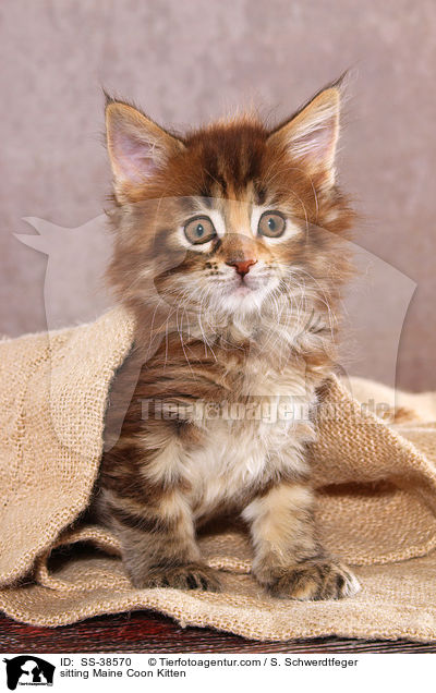 sitzendes Maine Coon Ktzchen / sitting Maine Coon Kitten / SS-38570