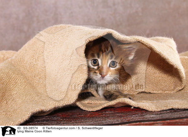 liegendes Maine Coon Ktzchen / lying Maine Coon Kitten / SS-38574